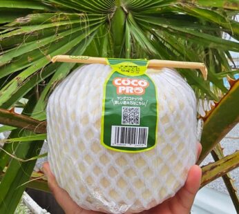 Young Coconut 1Case 12Pcs